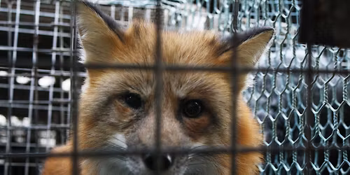 Wok\u00f3\u0142 zakazu hodowli zwierz\u0105t na futra - spotkanie z wsp\u00f3\u0142autorami projektu