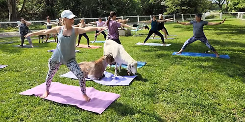 Goat Yoga at the Rescue | 2026