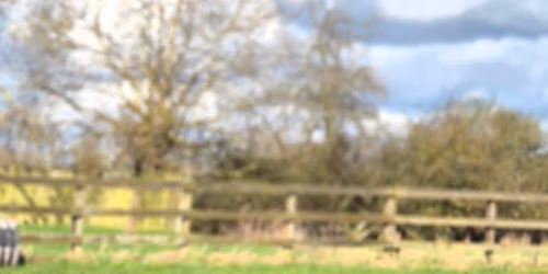 Pet Gundog Foundations