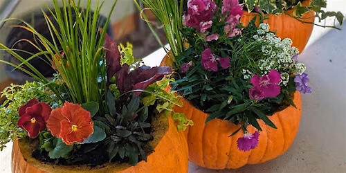 Live Pumpkin Container Gardens-Night Owl Edition