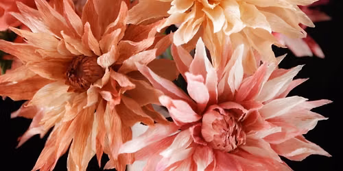 Paper Dahlia