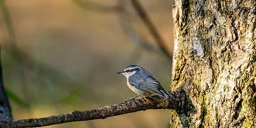 Birding for Beginners: Bethine Church River Trail