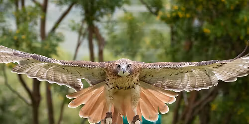 Kids & Teens: Dino Birds with Teton Raptor Center
