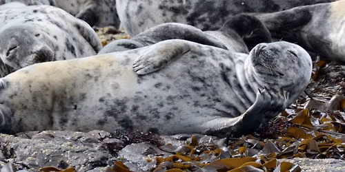 Lundy Island Trip 