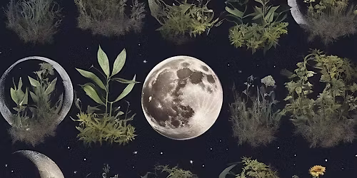 Holistic Support for Perimenopause at the Barefoot Medicine Farm