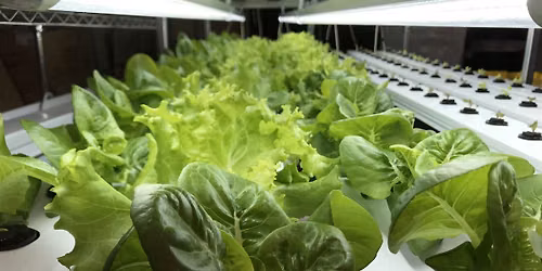 Hydroponics 101