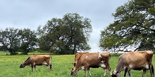 Austin | RAW MILK
