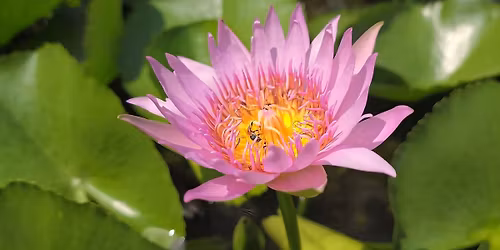 BUKALINIS (interoralinis)VEIDO MASA\u017dAS