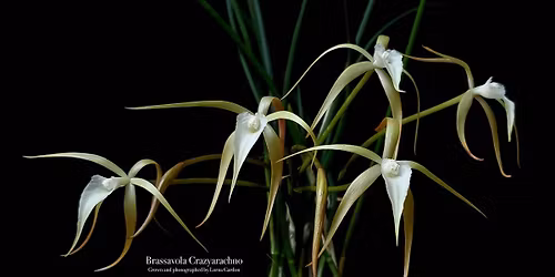 CFOS General Meeting