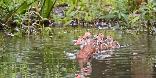 STEM Second Saturday at Sankofa Wetland Park