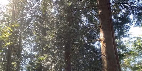 Unplugged Forest - Live Acoustic Concert