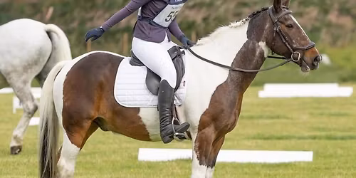 Evening Dressage 