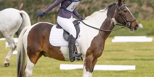 Evening Dressage 
