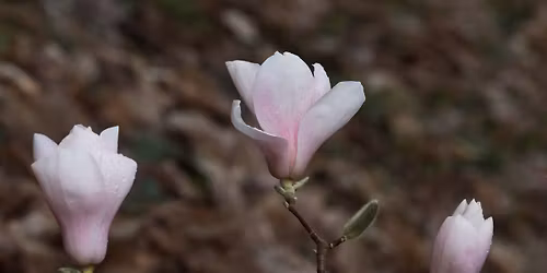 Healing Herbs of the Arboretum