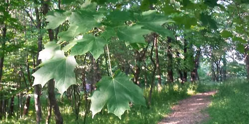 Learning Our Leaves