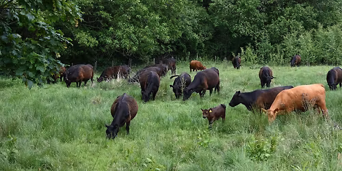 Grazing for Nature at Pollardine Farm
