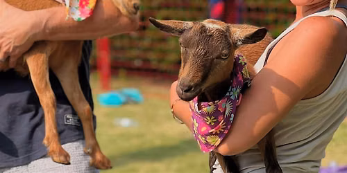 Goat Yoga - Addison Circle Park!