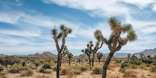 Joshua Tree Fitness Retreat 2026