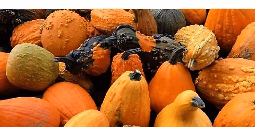 Pumpkinology (Ages 5-9)