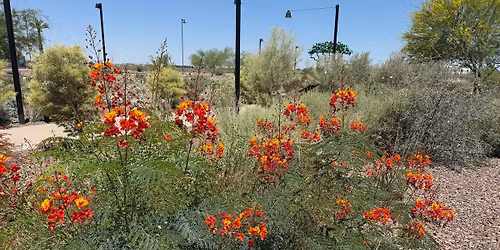 Surprise Xeriscape Garden Tour