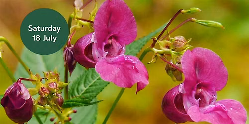 Ouse Burn Way: Balsam Bashing and Wildflower Survey