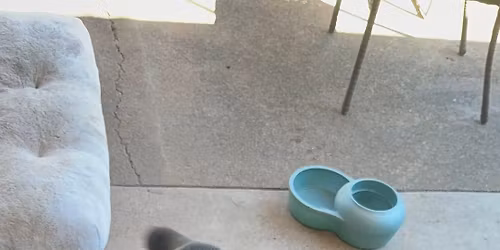 FREE Dog Training Orientation 101