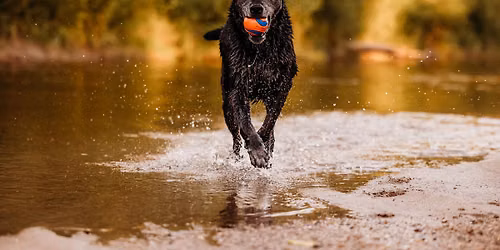 National Dog Day Celebration! Free Swag Bags \ud83d\udc3e