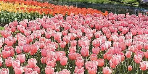 Tiptoe through the Tulips European River Cruise