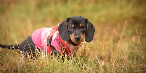 KOMPANI HUNDEVIS SOMMERCAMP 2026!