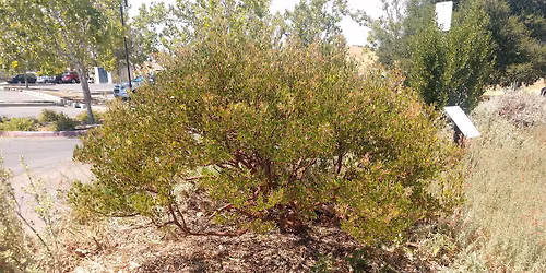 LDG Garden Talk: CA native Plants - pruning and summer care