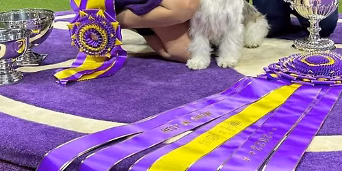 Westminster Kennel Club Dog Show