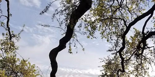 Nervous System Reset: A Nature-Based Coaching Experience #2 
