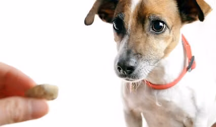 Free Dog Training Session