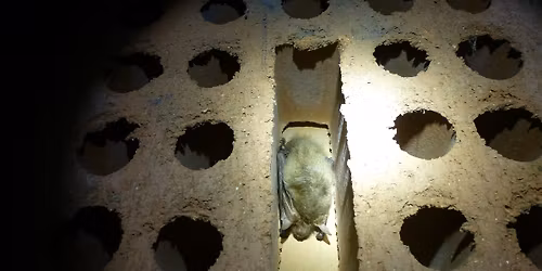 Nuit de la Chauve-souris