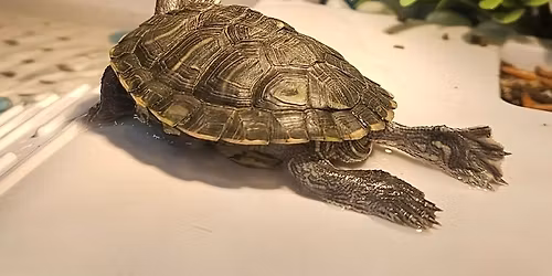 Paint with Tortellini the Turtle