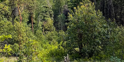 Toothpick to Lamb Mine Hike - Registration Required 