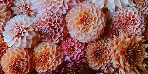 Dahlia Tuber Workshop