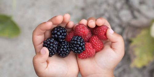Eco-Explorers: The Great Berry Hunt 