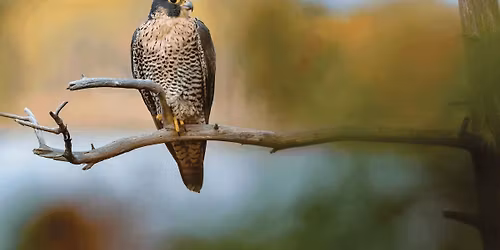 Branch Out Event: Migrants & Peregrine Falcons