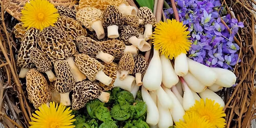 Edible and Medicinal Plant\/Mushroom Walk