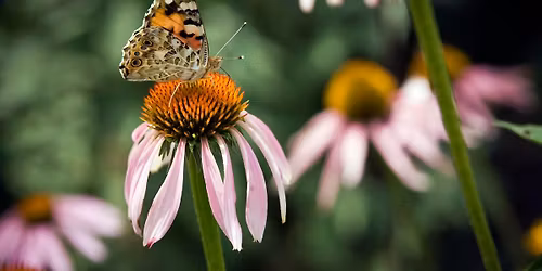 A Butterfly Garden Seminar