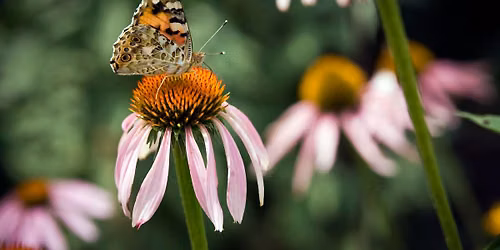 A Butterfly Garden Seminar