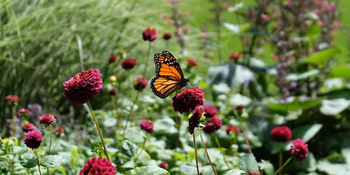 Plants for food and flavouring - Guided Walk