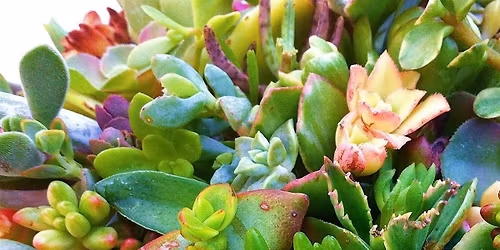 Succulent Workshop