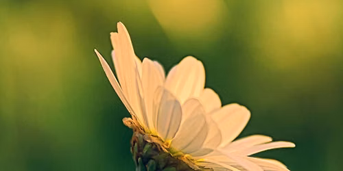 Sortie d\u00e9couverte des plantes sauvages comestibles et m\u00e9dicinales 