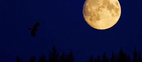 Moonlight Walk