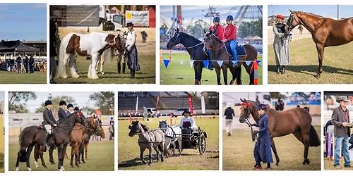 Rockhampton Agricultural Show - Horse Section