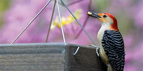 A "Chirp" Off the Old Block: Best Bird Dads