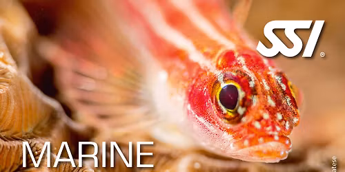 Marine Ecology Explorer