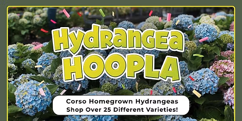 Hydrangea Hoopla at Corso\u2019s
